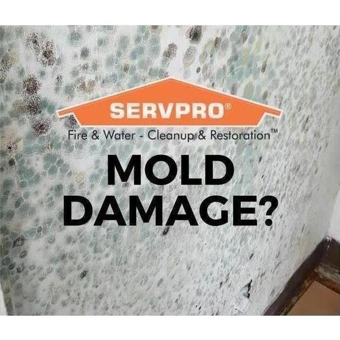 Got mold? Servpro's ready 24/7